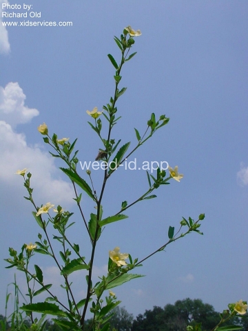sida, arrowleaf
